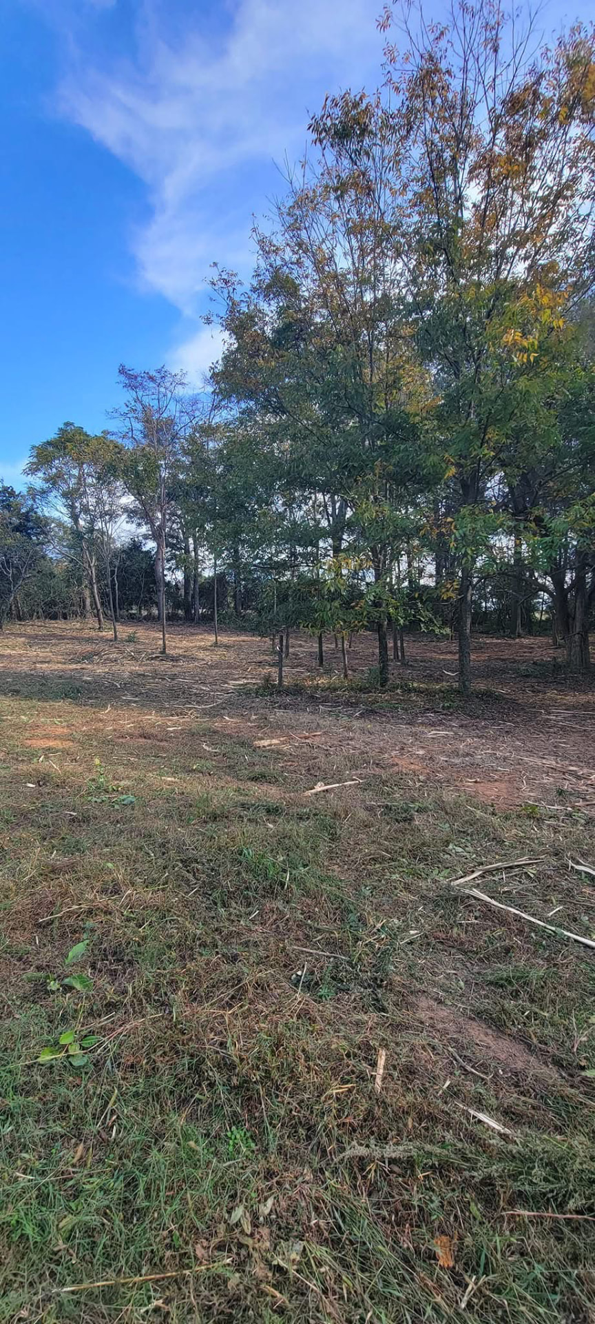 Completed selective clearing around mature trees